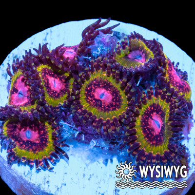 Pink Krakatoa Zoanthid