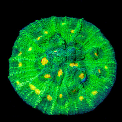 Space Invader Chalice