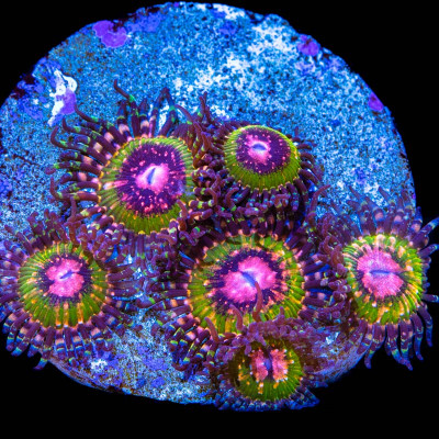 Pink Krakatoa Zoanthid