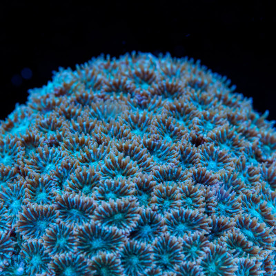 Purple & Green Leptastrea