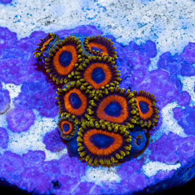 Jungle Juice Zoanthids