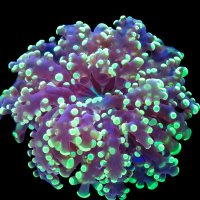 Highlighter Branching Frogspawn