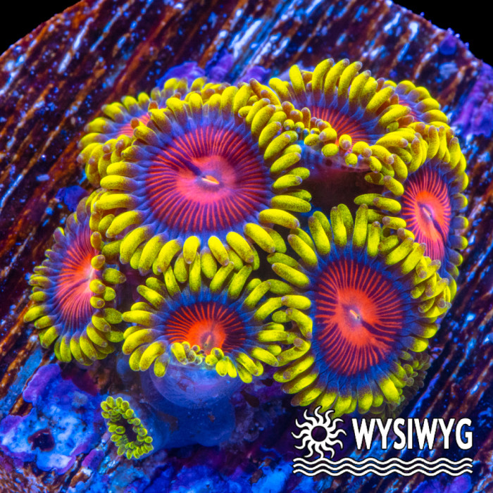 Zoanthid