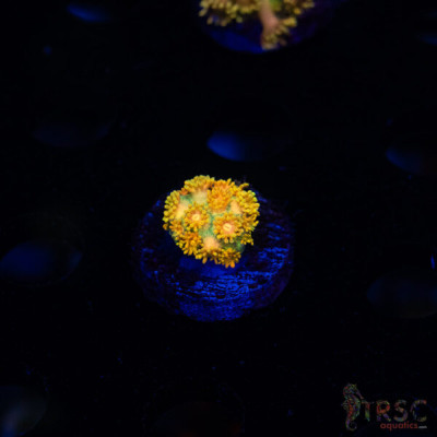 Yellow Brick Road Rainbow Goniopora E08