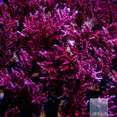 Acropora carduus- Red Dragon - Stock Frag 1"