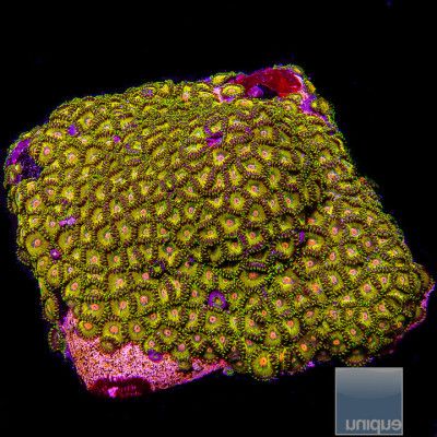 Zoanthus sp. Toxic Turtle Zoanthid- Stock Frag 1 Polyp