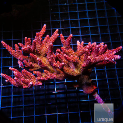 Acropora sp. PC Rainbow- Stock Frag 1"