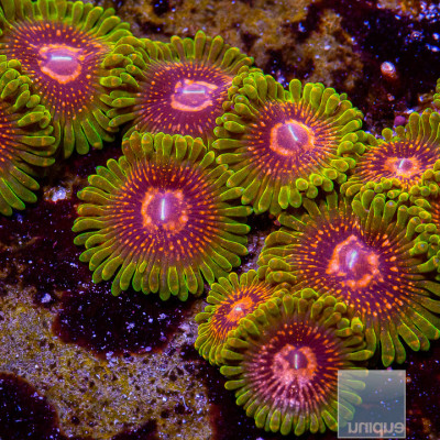 GMK Zoanthid 3 Polyps