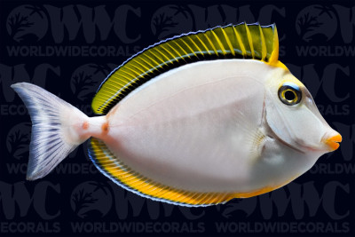 Blonde Naso Tang - Sri Lanka