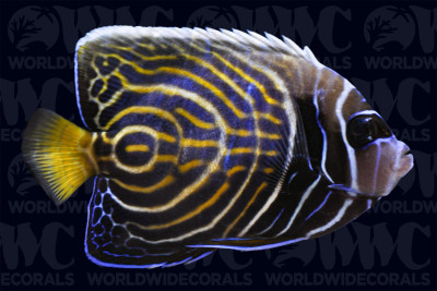 Emperor Angelfish - Changing - Philippines