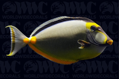 Naso Tang - Philippines