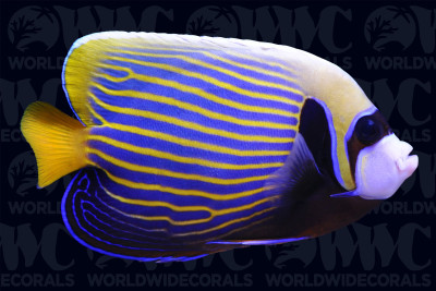 Emperor Angelfish - Adult - Sri Lanka