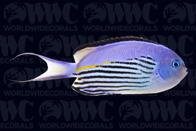 Watanabei Angelfish - Male - Vanuatu