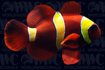 Gold Stripe Maroon Clownfish - Aquacultured - USA