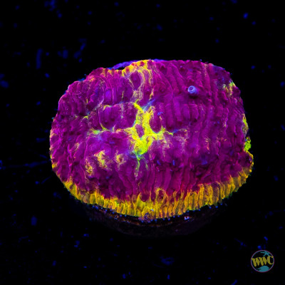 WWC Immolation Lithophyllon