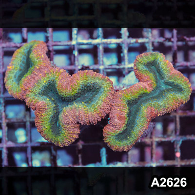 WYSIWYG Aussie Rainbow Lobophyllia Colony