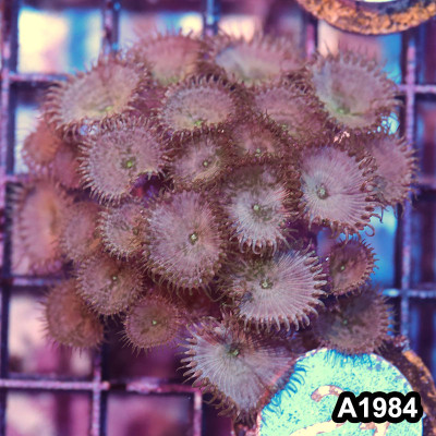 WYSIWYG Indo Palythoa Colony