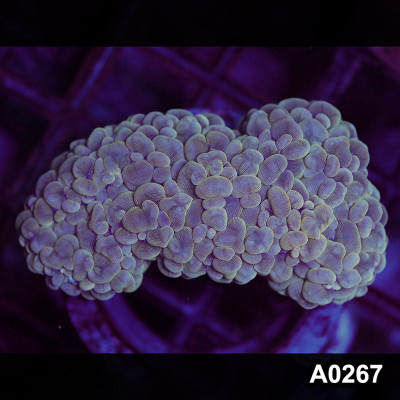 WYSIWYG Indo Ultra Pearl Bubble Coral