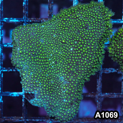 WYSIWYG Aussie Short Polyp Goniopora Colony
