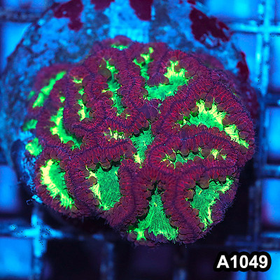 WYSIWYG Indo Cultured Ultra Unique Blastomussa Colony