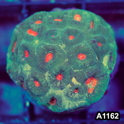 WYSIWYG Indo Cultured Ultra Favia Colony