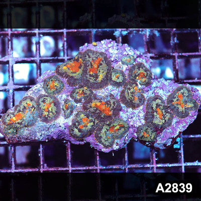 WYSIWYG Indo Ultra Rhodactis Mushroom Colony