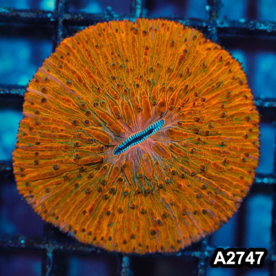 WYSIWYG Indo Ultra Orange Fungia