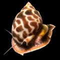 Babylon Snail