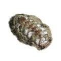 Chiton
