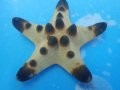 Chocolate Chip Starfish