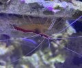 Cleaner Shrimp