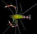Coral Banded Shrimp