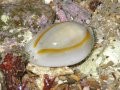 Cowrie Snail