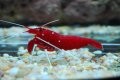 Fire Shrimp