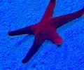 Linckia Starfish