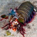 Peacock Mantis Shrimp