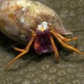 Polka Dot Hermit Crab
