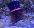 Red Tuxedo Urchin