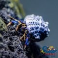 Reef Hermit Crab