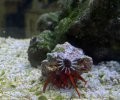 Scarlet Hermit Crab