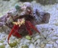 Scarlet Reef Hermit Crab