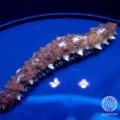 Tiger Tail Sea Cucumber