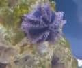 Tuxedo Urchin