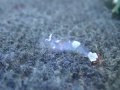 White Spot Anemone Shrimp