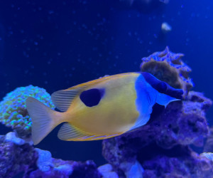Fish Library Preview