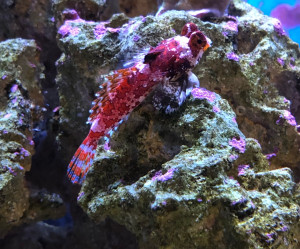 Fish Library Preview
