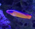 Neon Dottyback