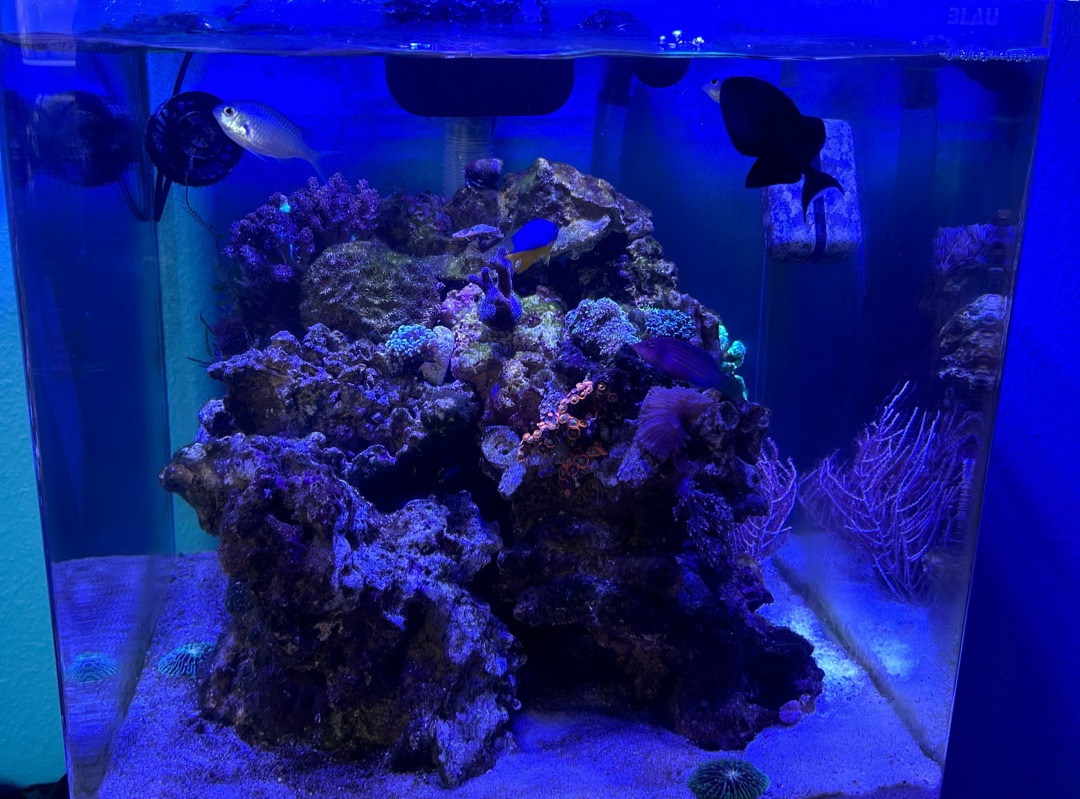 Tank Image