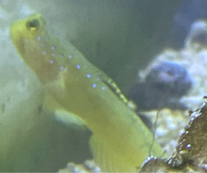 Fish Library Preview