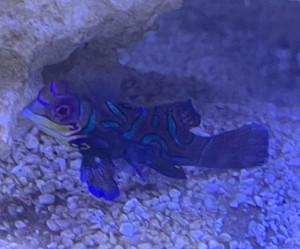 Fish Library Preview